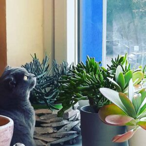 Picture of Silvia <br>Maurillo